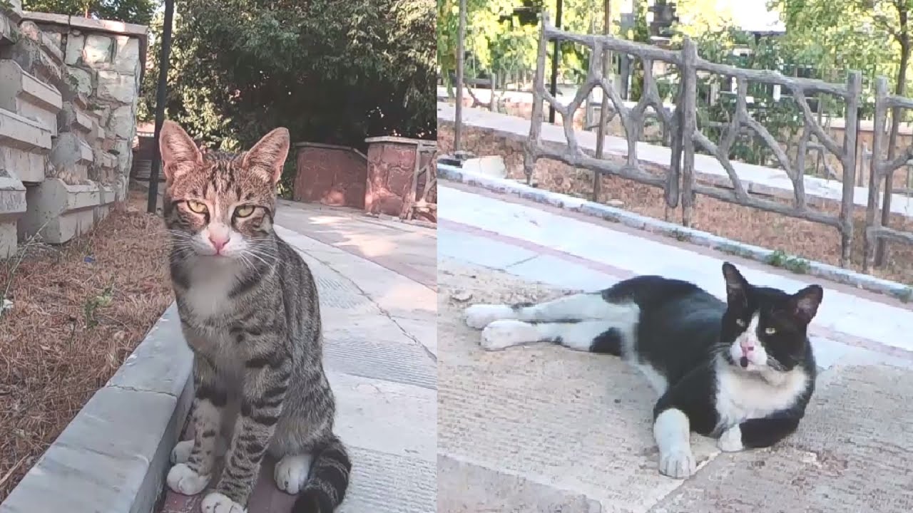 Two lovely grumpy cats eat their meal and go to bed