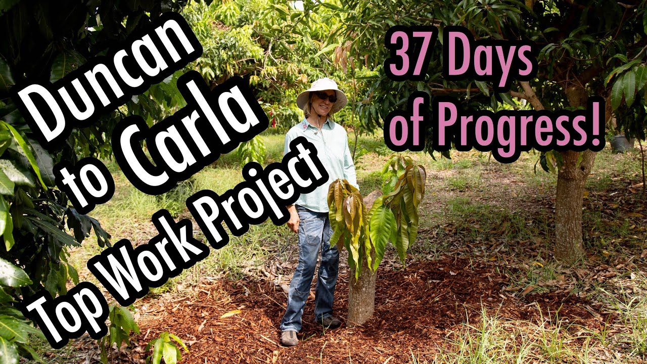 'Duncan' to 'Carla' Mango Top Work Project in 37 days!