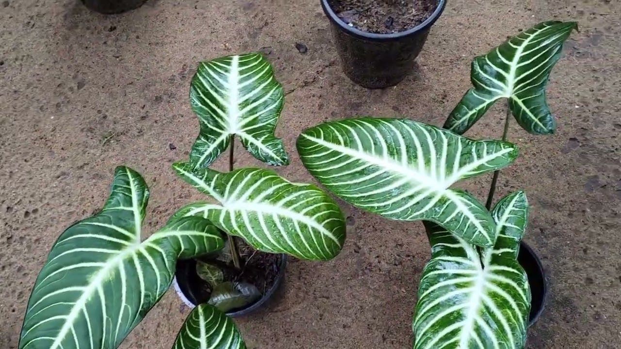 New plants sale video 