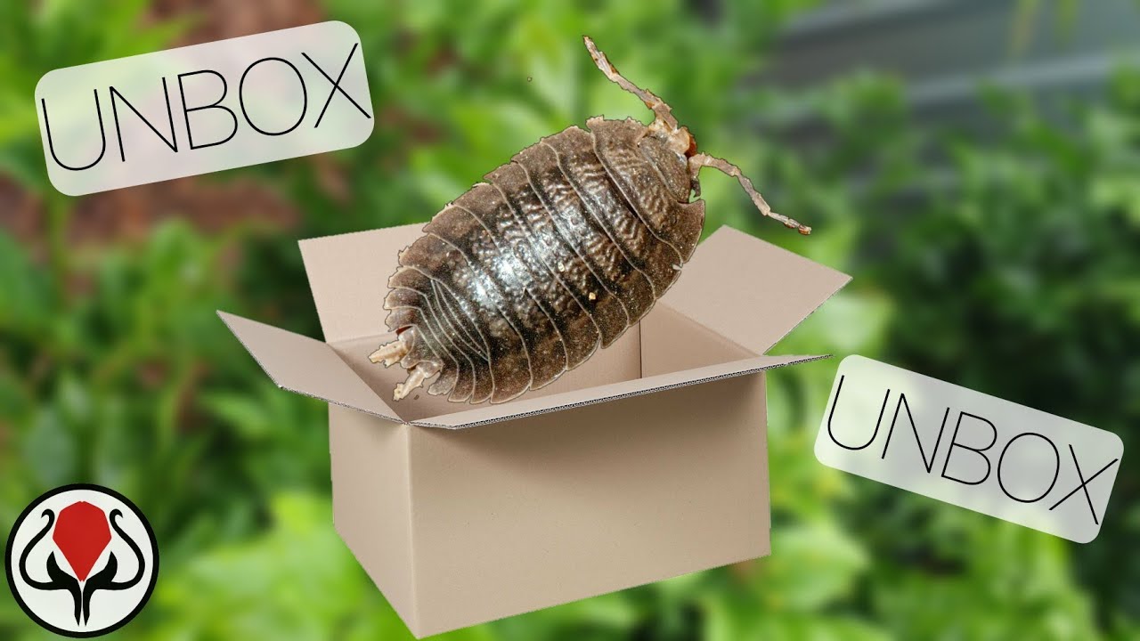 UNBOXING Giant Canyon Isopods From Cassies Critters (Porcellio dilatatus)