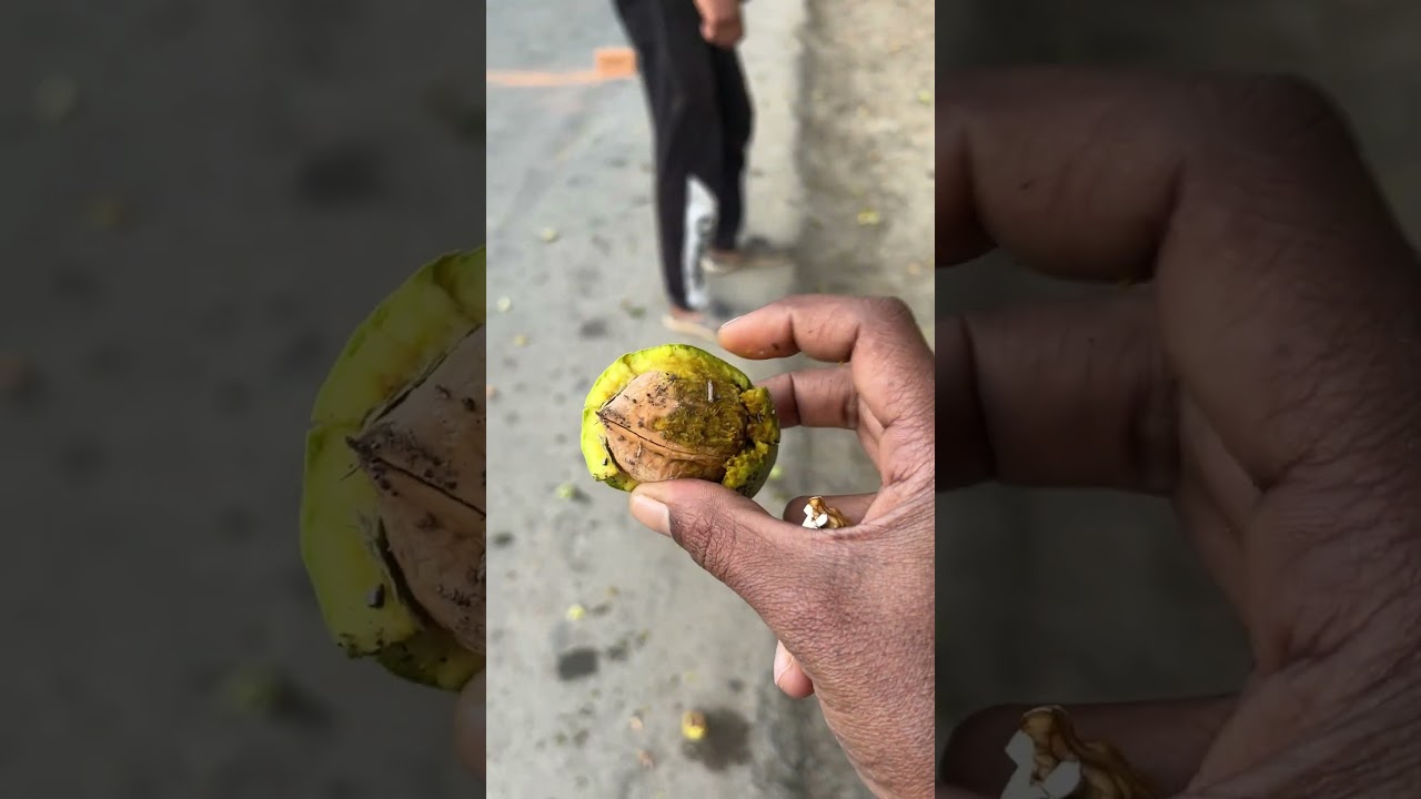 walnut Tree |Kashmir|SST tours|Sindhu Solo Traveller|kashmir 2024