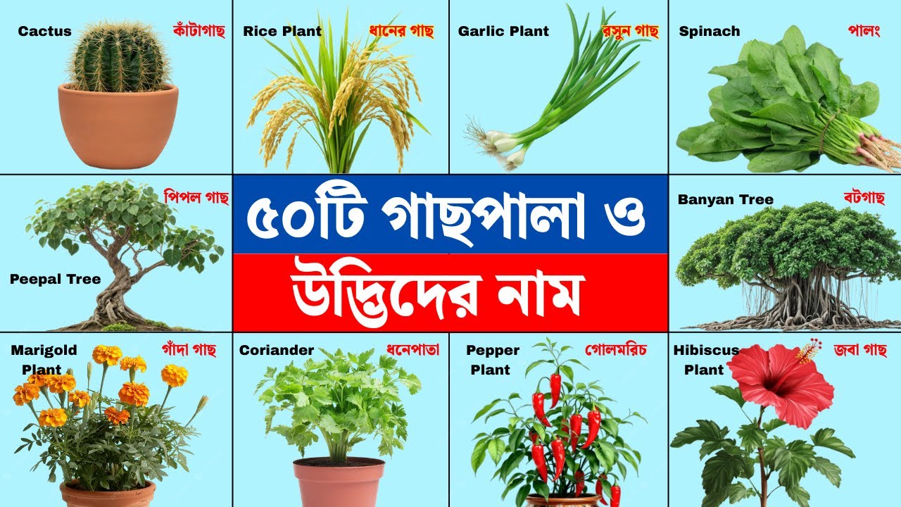 🌳 ৫০টি গাছপালা ও উদ্ভিদের নাম | 50 Plants and Trees Name in English and Bengali | Kids Learning