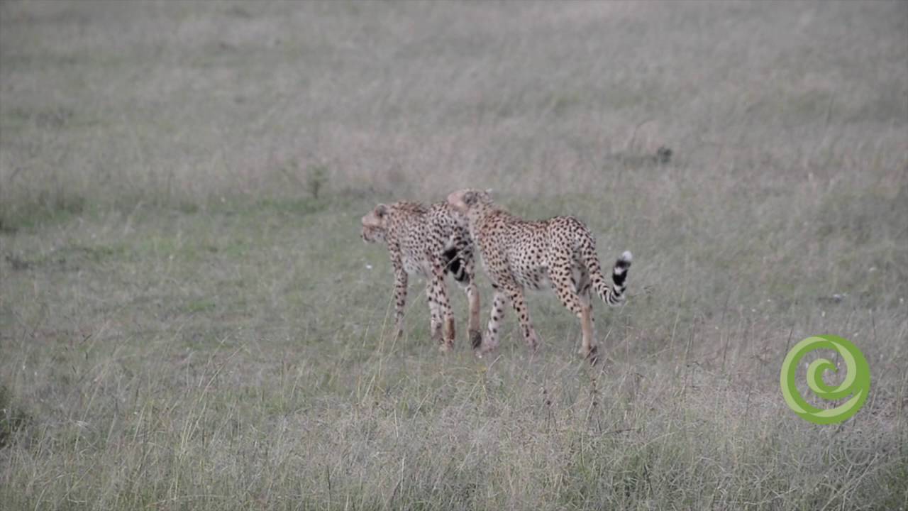 Cheetah's roaming the Maasai Mara
