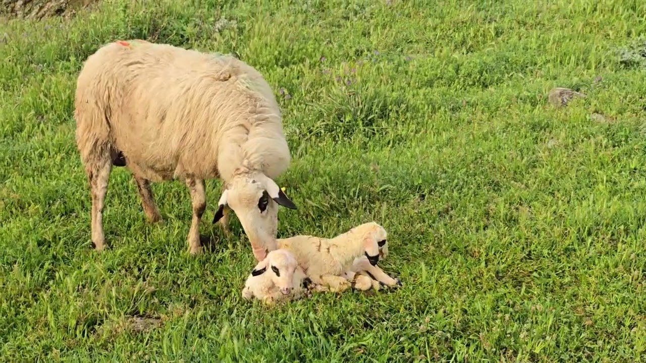 Karya koyunu merada doğum yaptı, Denizli Koyunculuk 