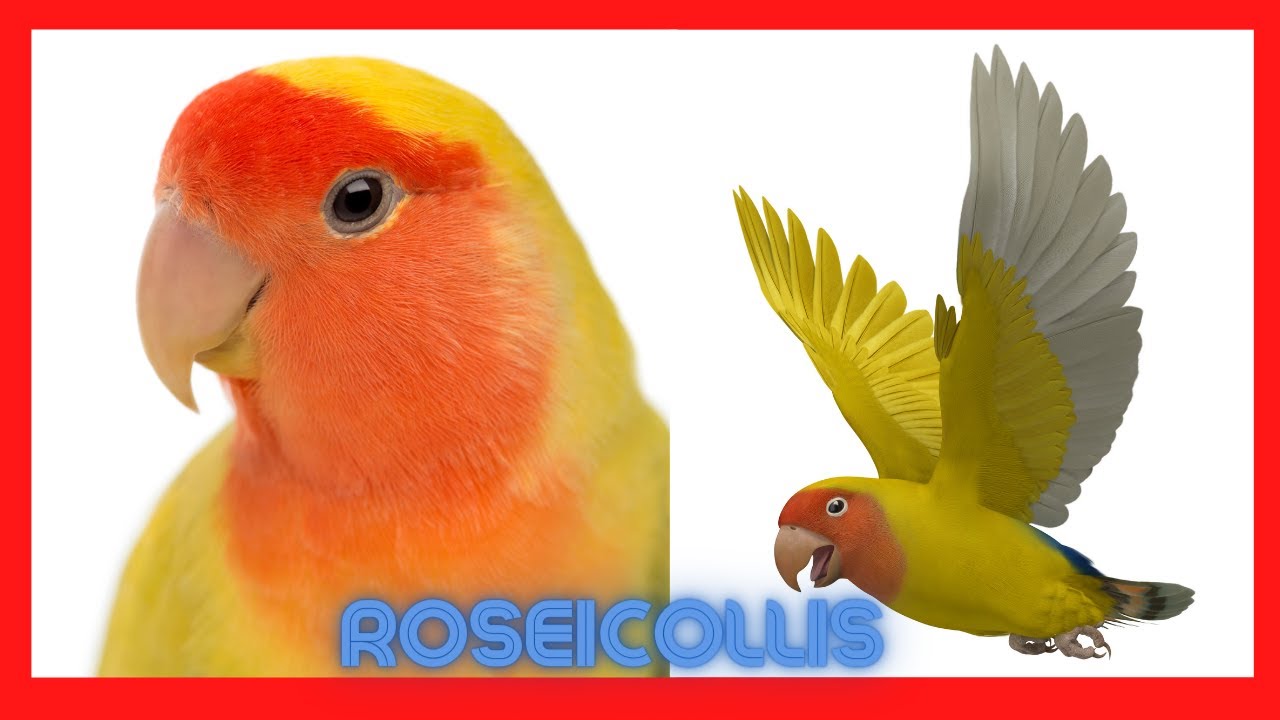 Agapornis ROSEICOLLIS ✔️. Papillero ADIESTRADO.