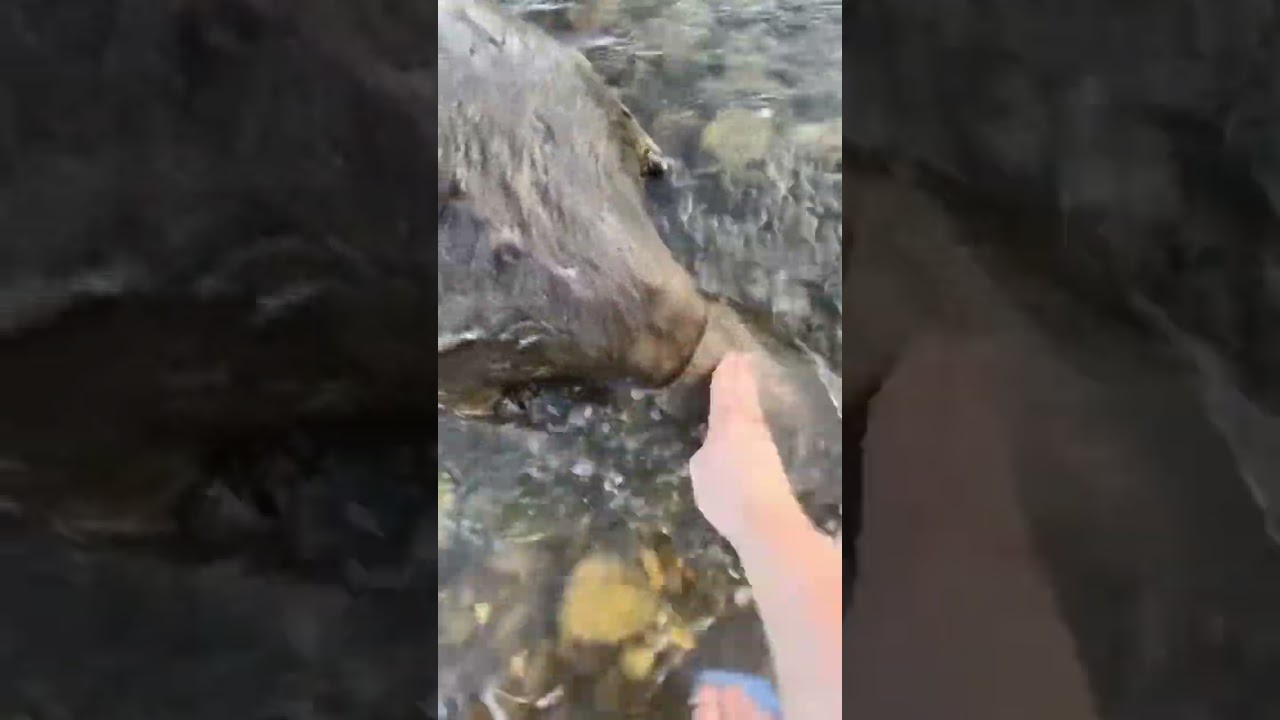 B&oacute;br kurwa #funny #viral #memes #polska #poland #animal #beaver
