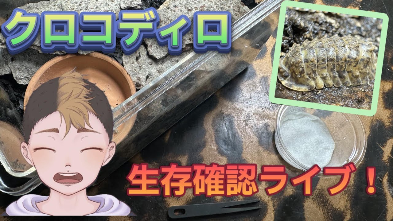 クロコディロ生存確認ライブ！！