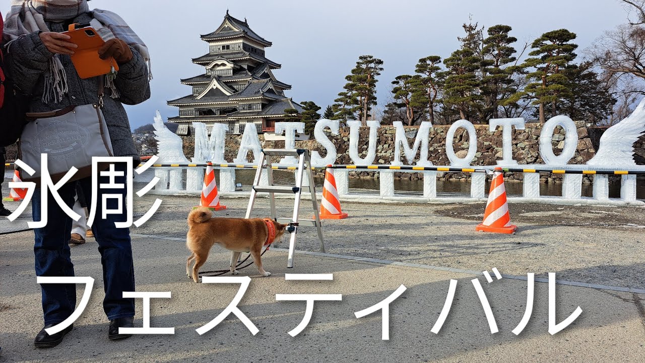 松本市氷彫フェスティバルだワン🐶#豆柴#松本城#氷彫フェスティバル