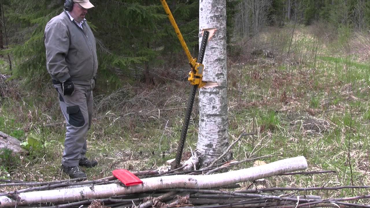 Cutting down trees - Puun kaatoa
