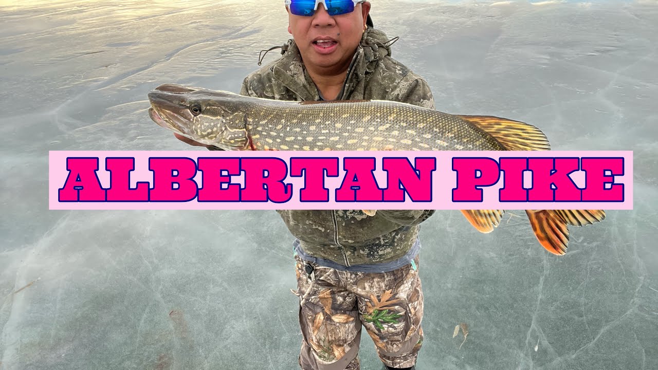CATCH AND RELEASED ICE FISHING ALBERTA 