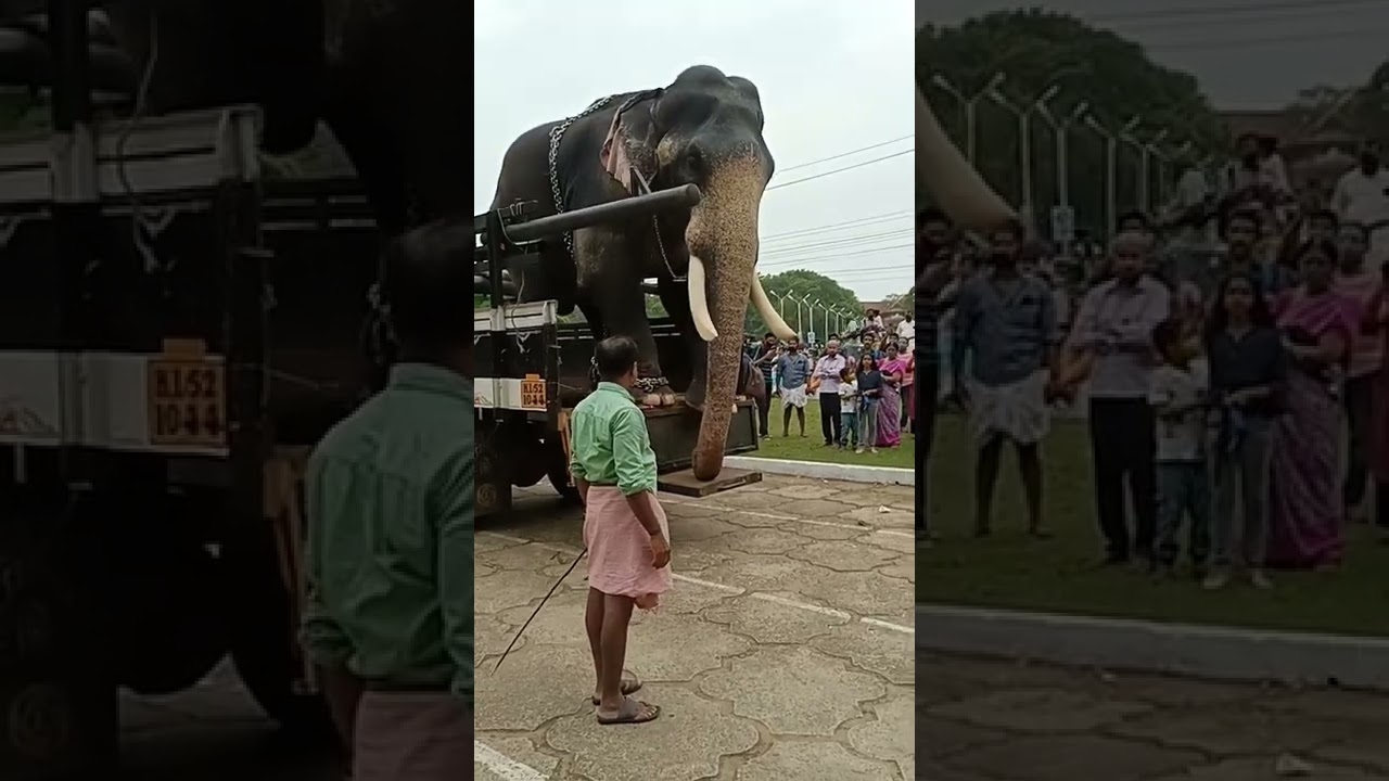 Kerala Elephant gets off the truck #keralaelephant #kerala #thrissurpooram2022  #elephant