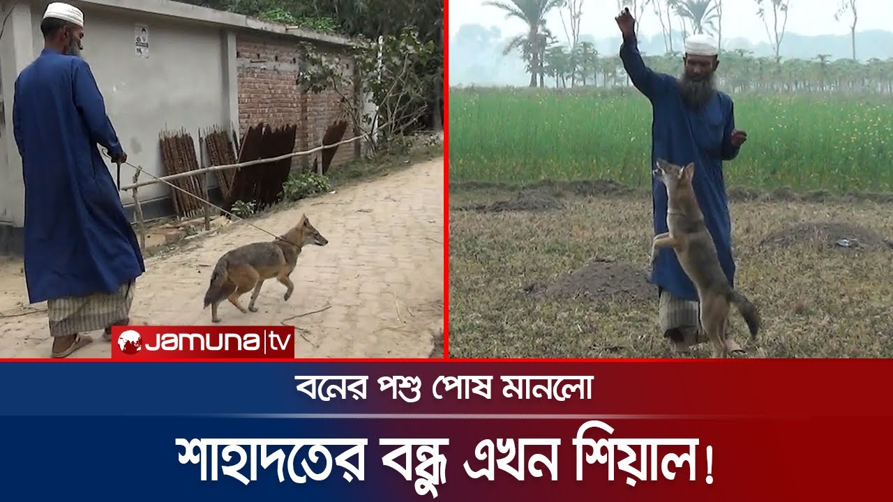 মানুষের বন্ধু যখন বনের শিয়াল! | Jashore | Jamuna TV