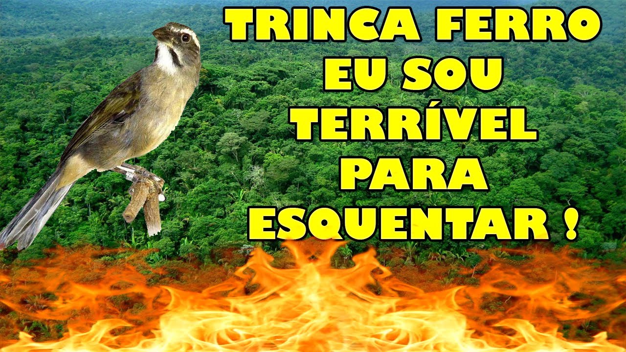 TRINCA FERRO EU SOU TERRÍVEL PARA ESQUENTAR !
