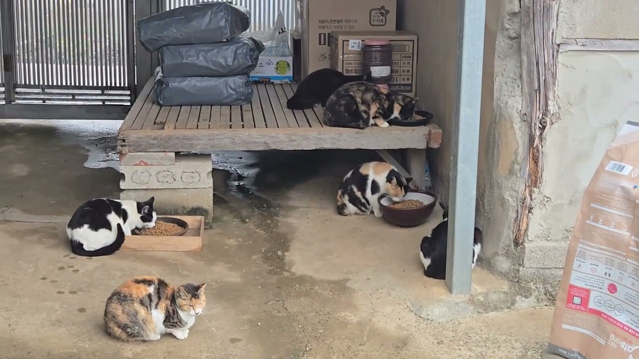 비오고 눈오고 바람부는 날도 마당냥 동네냥은 밥 먹으러 오고 아는 쉬는날 그냥 쉬였다 😁😁😁😘😻👨‍👩‍👦❤️