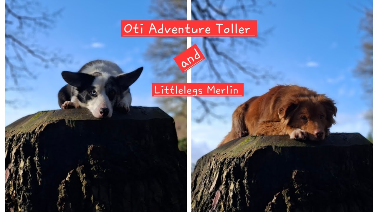 4 pawed brain work in the woods today!