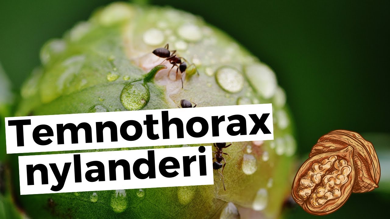 Temnothorax nylanderi - Formicarium einrichten!