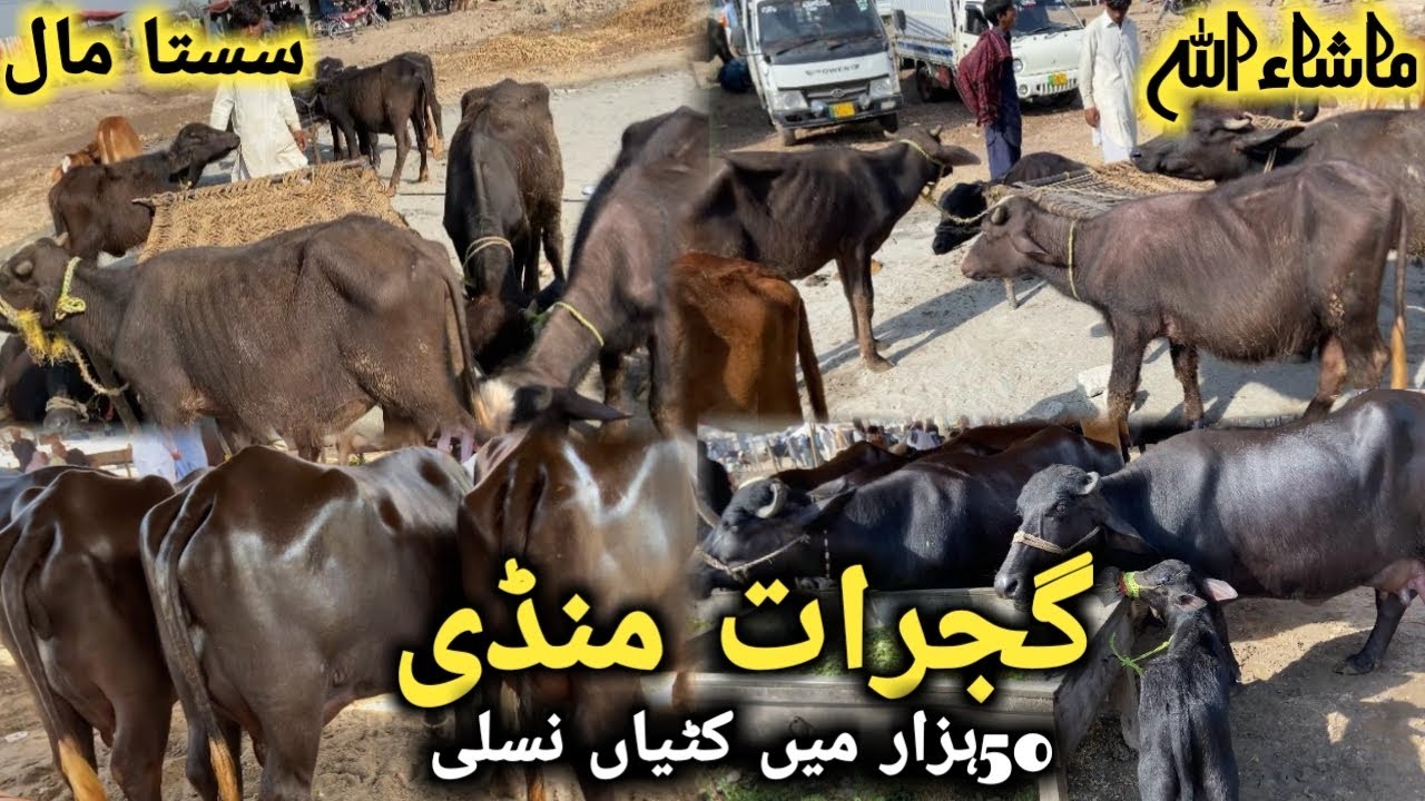 گجرات منڈی سستی ترین منڈی || گائے کا ریٹ سُن کر آپ خیران ہو جائے گے || Gujrat mandi update