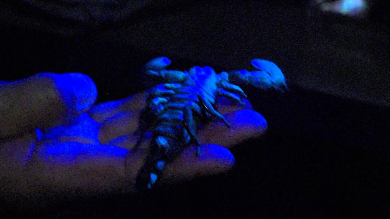 Glowing Scorpions - Cincinnati Zoo