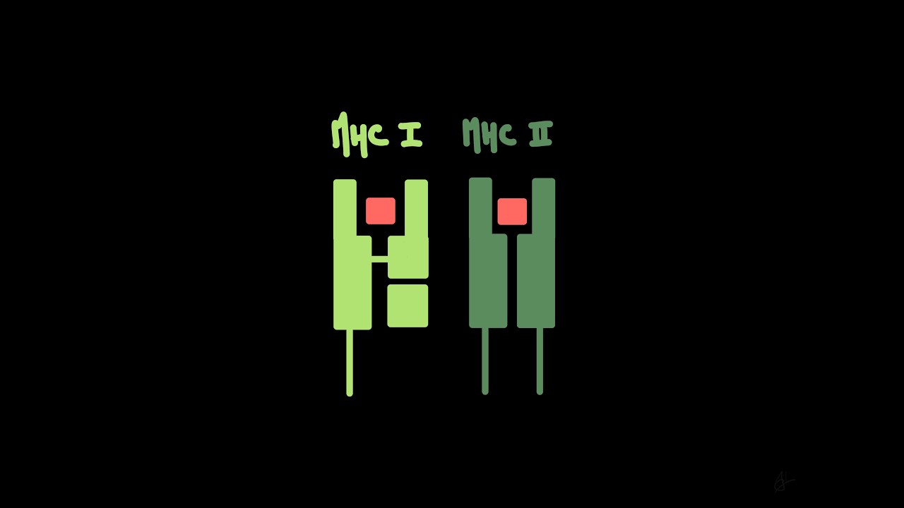 3.4 MHC