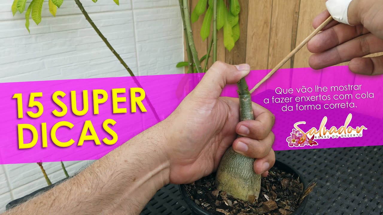15 dicas fundamentais para você fazer enxertos com cola da forma correta em sua Rosa do Deserto