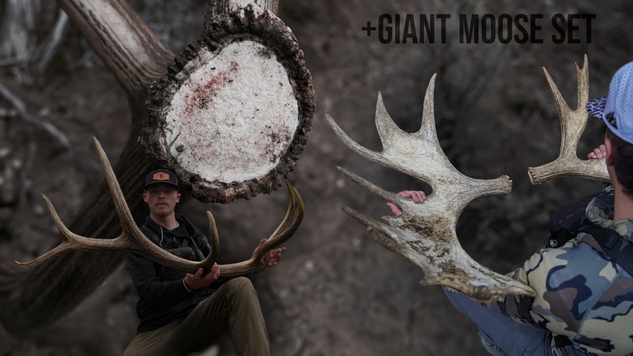 Сброшенные рога бурого лося и останки гигантского лося | Охота за сброшенными рогами в 2026 году