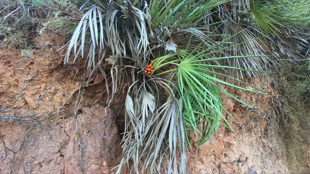 Sierra de Carrascoy- Majal Blanco - Natural Reserve Murcia