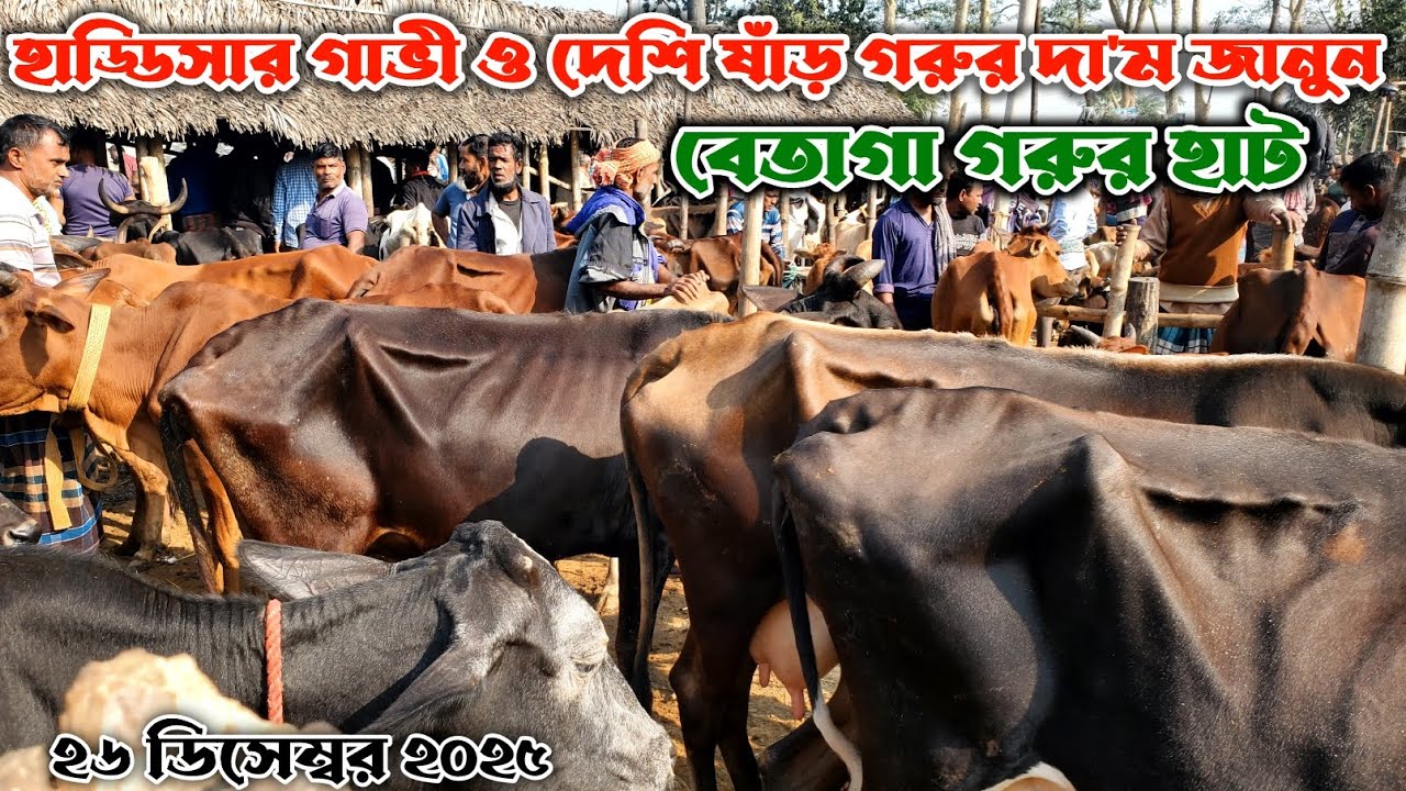 322- হাড্ডিসার গাভী ও দেশি ষাঁড় গরুর দা'ম জানুন | বেতাগা গরুর হাট | ডিসেম্বর 2025 | Gorur Haat BD 