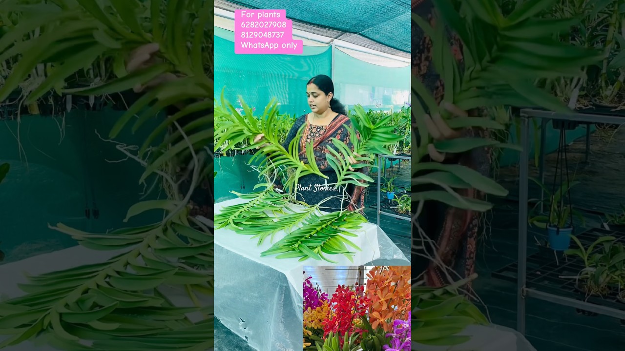 Mokkara big size plants.. Mokkara top cutting and side cutting available