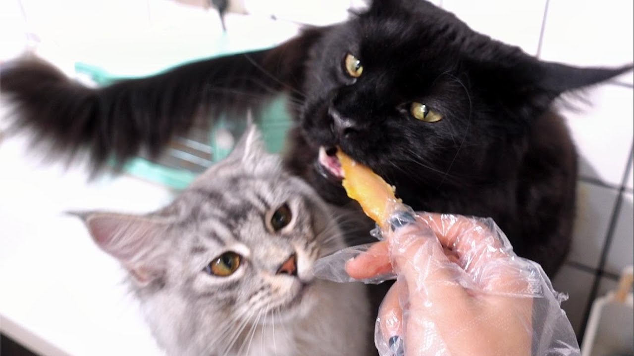 两分钟教你学会自制猫咪零食，好吃到脸变形！铲屎官也可以吃哟！