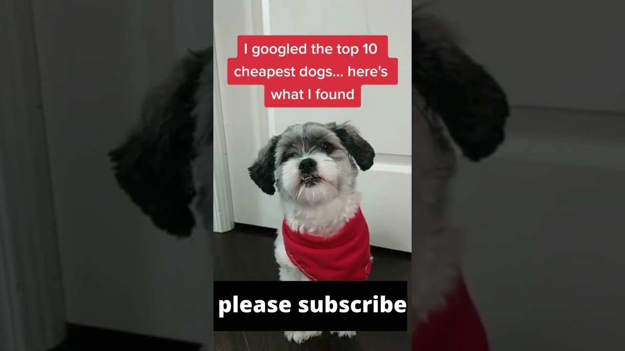 top 10 most cheapest dog breed in the world #shorts