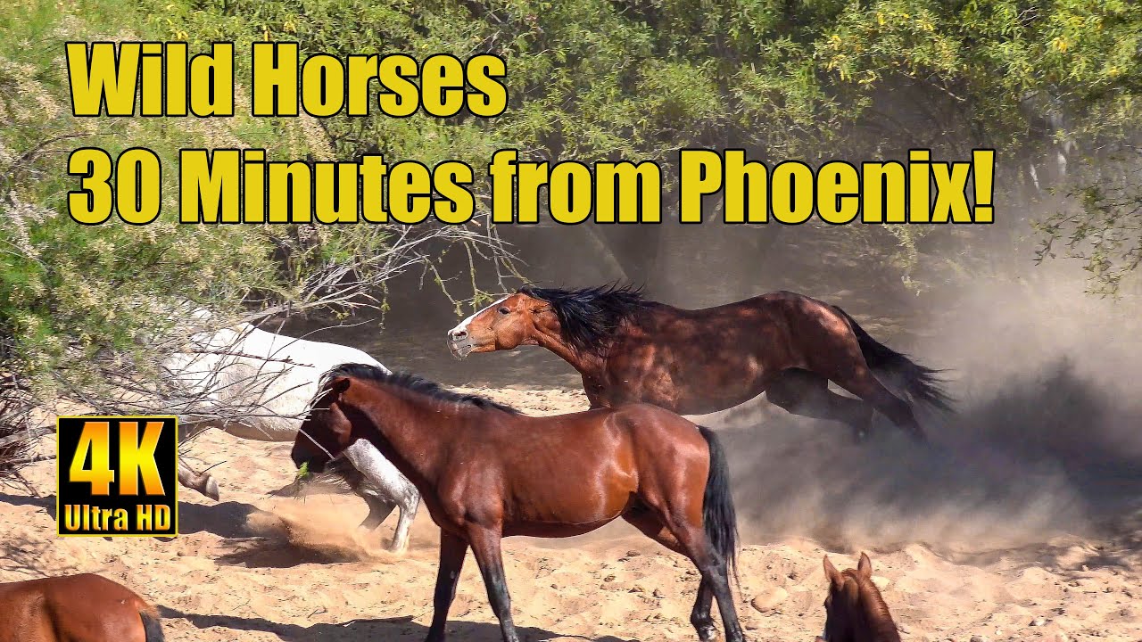 4K Salt River Wild Mustang Horses Near Phoenix, Arizona