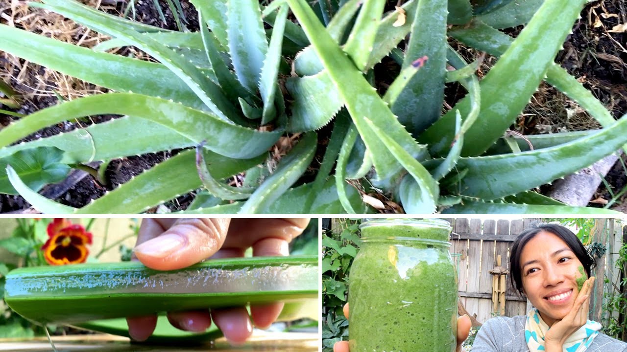 Aloe Vera -- Easy To Grow, Harvest, Use
