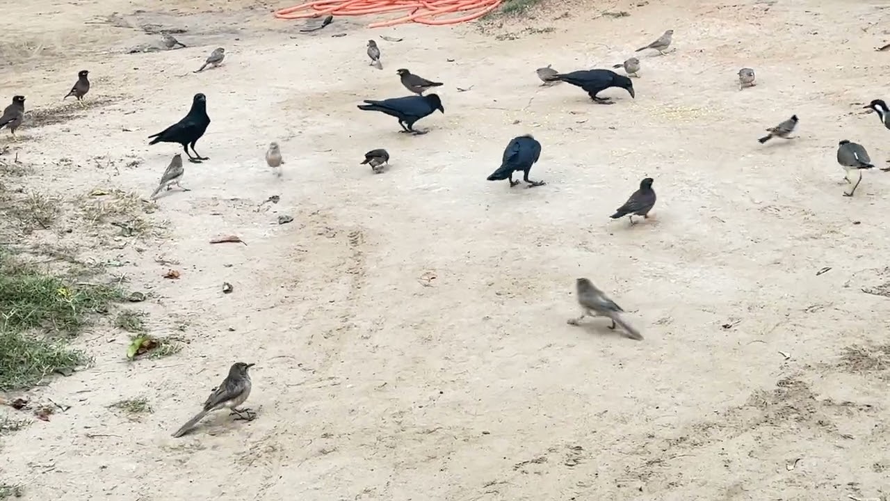 😱કાગરા અને કાબર બંને વચ્ચે દાણા ખાવા માટે થઈ લડાઈ😱#naturesvoice #birds #village #youtubevideo #4k 