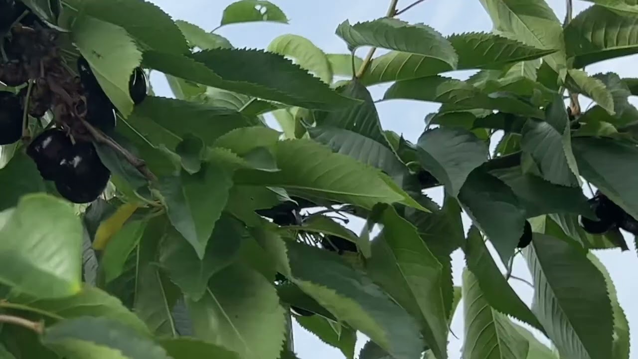 Cherry Orchard in Appleton NY