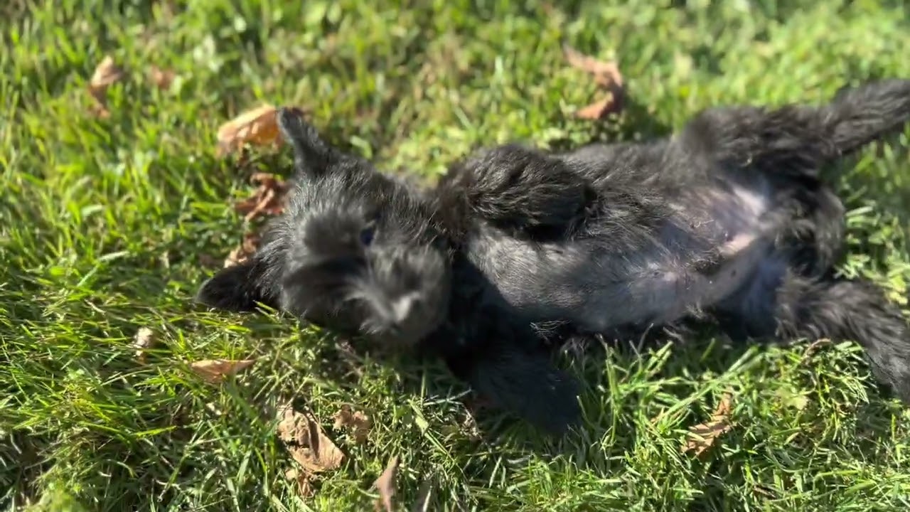 Scottish Terrier Puppies - 7 Weeks Old