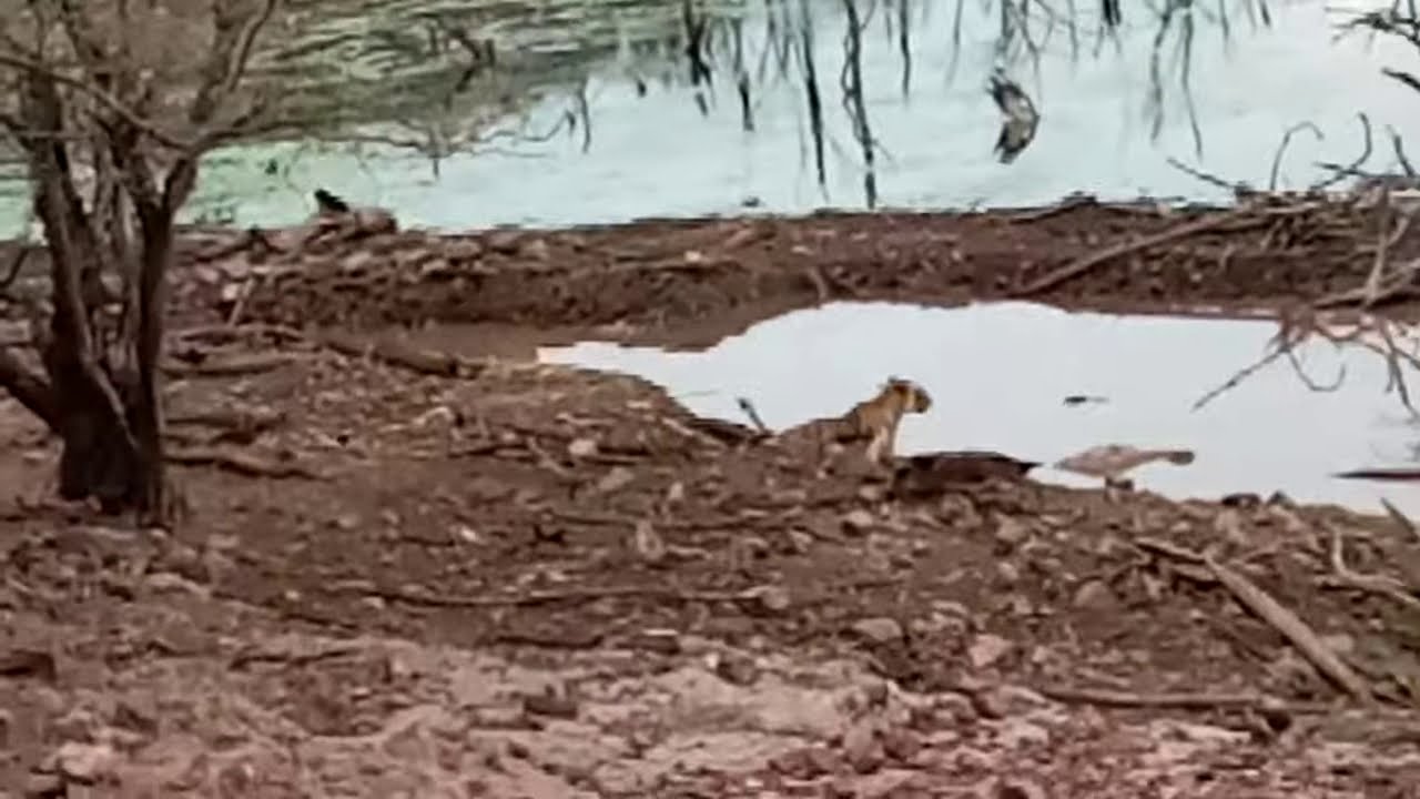Tiger Vs crocodile part1 please like and subscribe