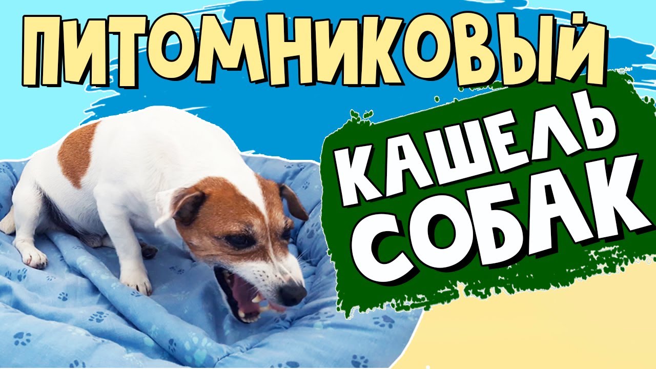 Питомниковый кашель у собак: как это выглядит. Симптомы и профилактика