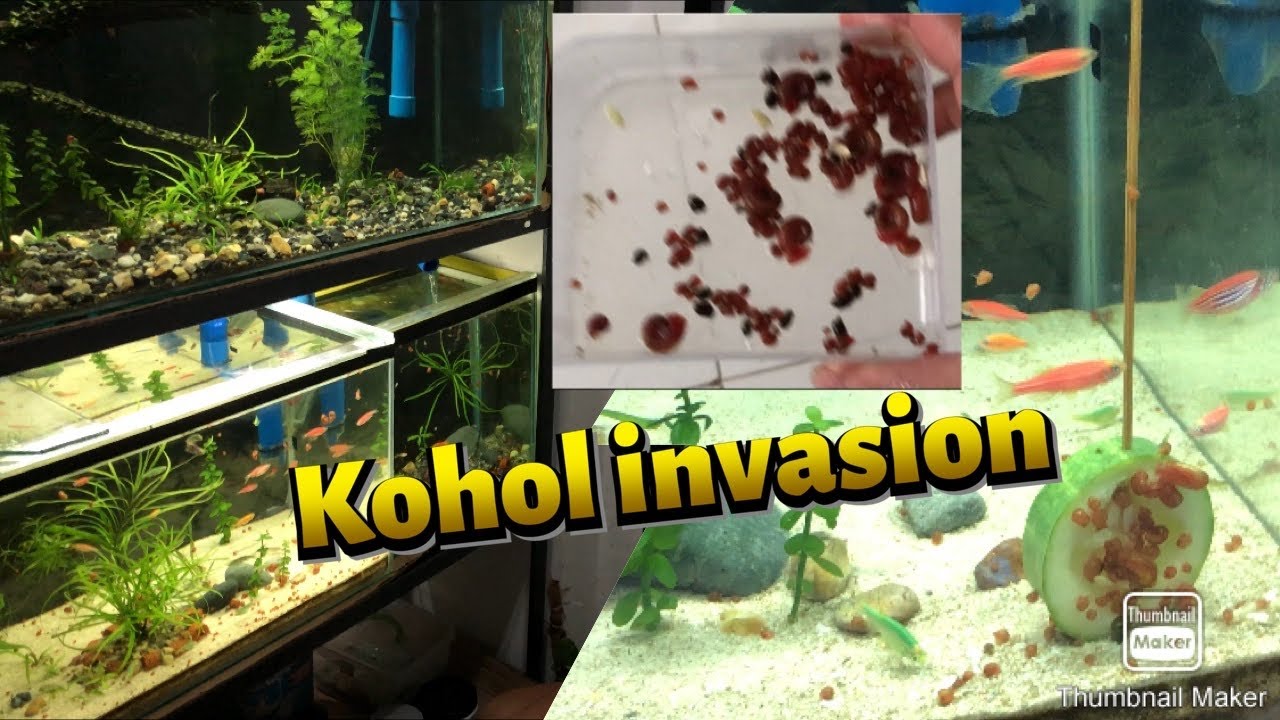 Aquarium Snail Trap
