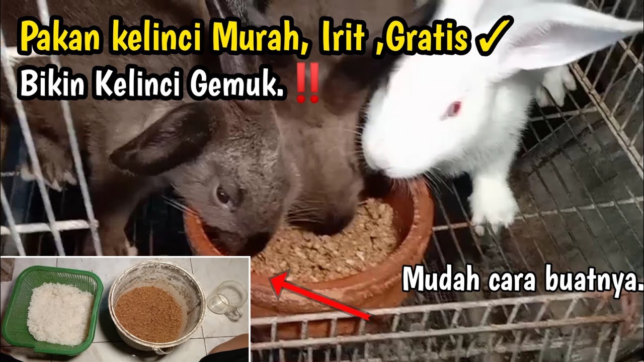 Wajib di Coba‼️Pakan kelinci Murah,Irit tapi bikin Kelinci gemuk.