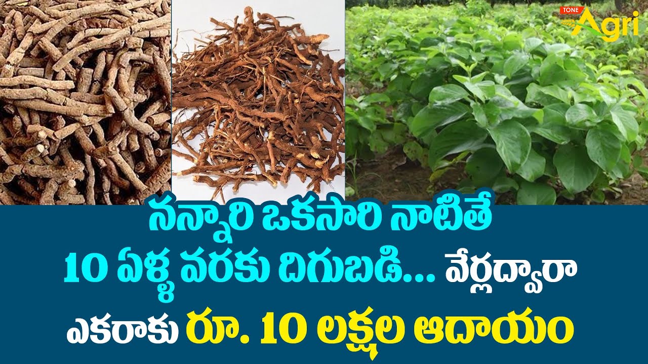 Nannari Plants | నన్నారి ఒకసారి నాటితే 10 ఏళ్ళ వరకు దిగుబడి.. ఎకరాకు రూ. 10లక్షల ఆదాయం..! Tone Agri