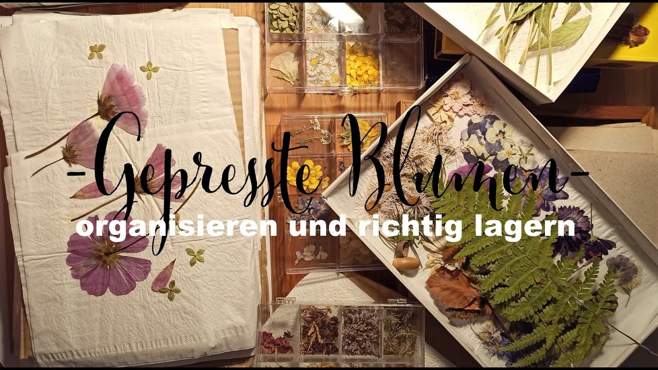 Gepresste Blumen organisieren und lagern.
