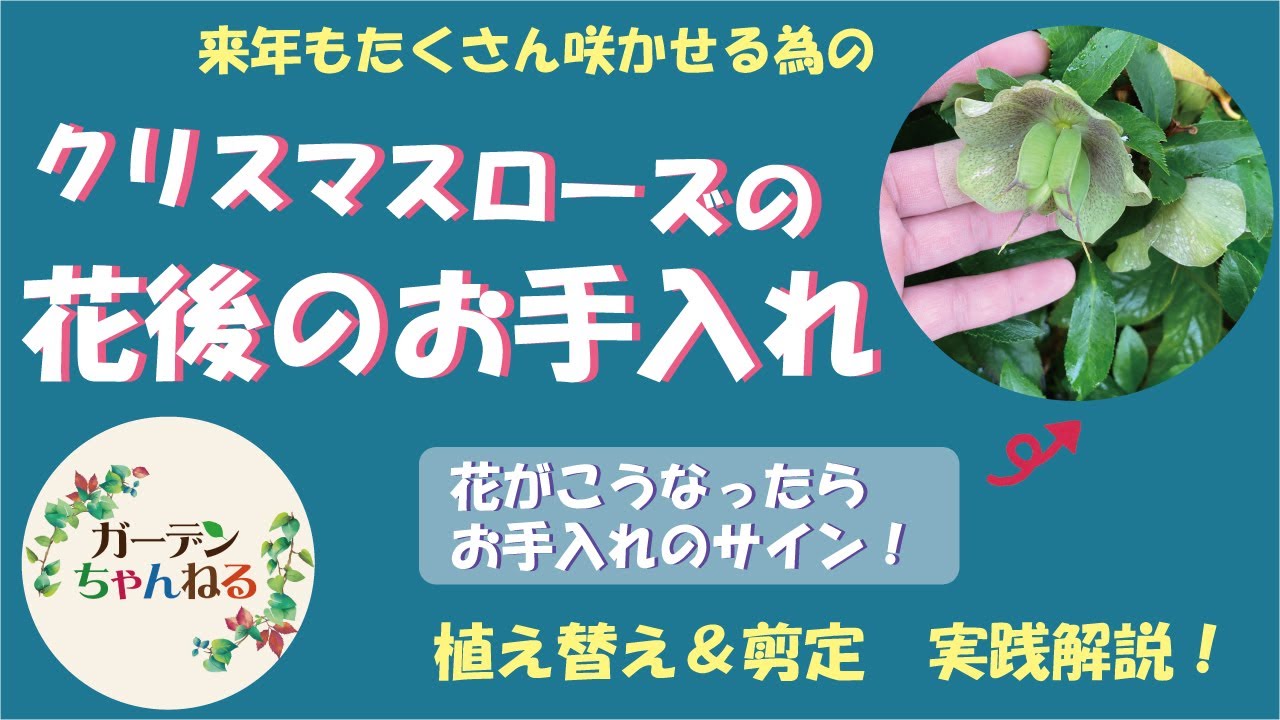 クリスマスローズの花後のお手入れ解説！