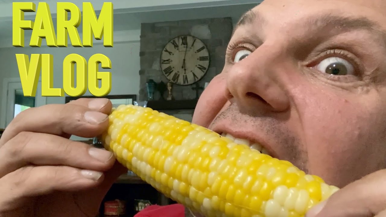The Most Corn We've Ever Grown - FARM VLOG