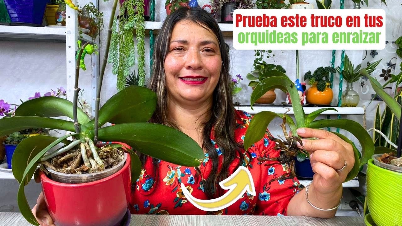 Revive Tus Orquideas Con Laminas De Ajo, Garantizado!! #orquideas