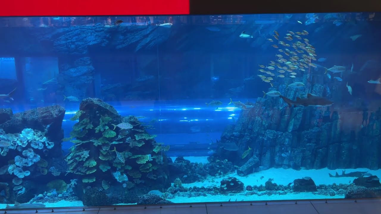 21 mins of Dubai Aquarium 