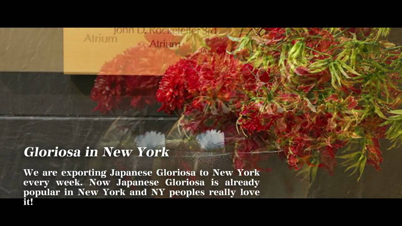 BJTV - Vol.5 Japanese Gloriosa produced by Misato Horti. Div. of JA Kochi-shi