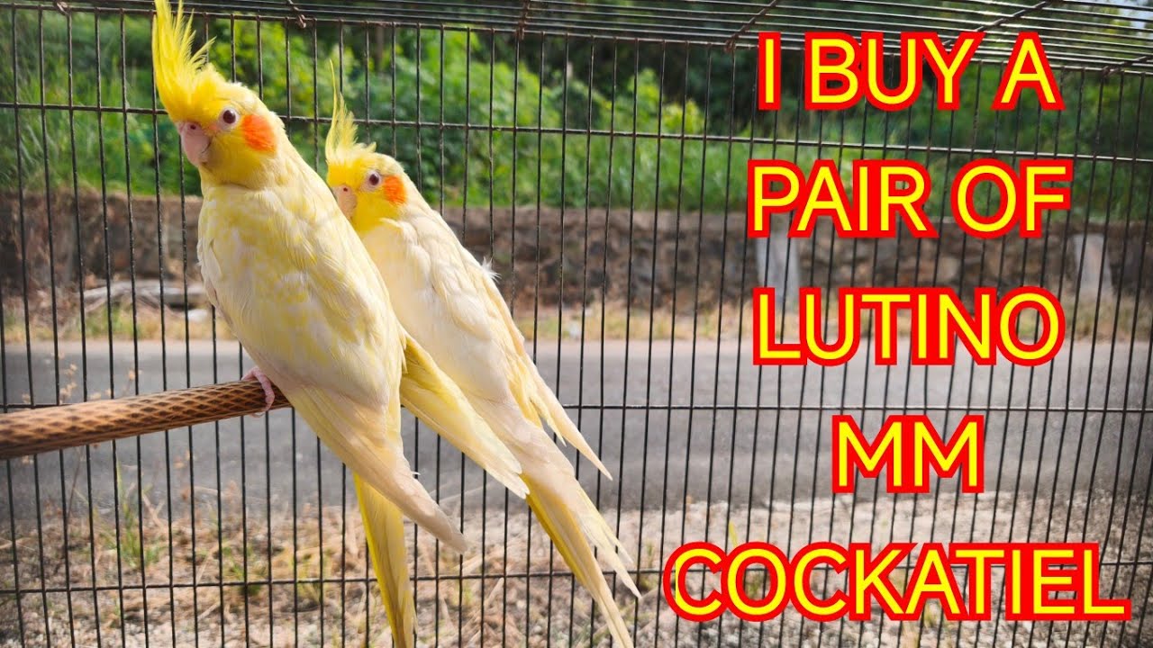 I GET A PAIR OF LUTINO MM COCKATIEL