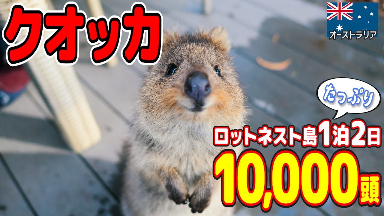 【10,000頭】世界一幸せな動物「クオッカ」の島があった！仲良くなる正しい方法とは【ロットネスト島1泊2日】🇦🇺 // Legal Wedding Life