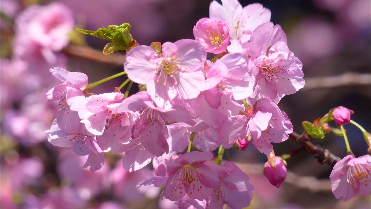 鹿児島市で一期一会｜2月16日 七分咲きを迎えた河津桜🌸石橋記念公園へ （^^) 