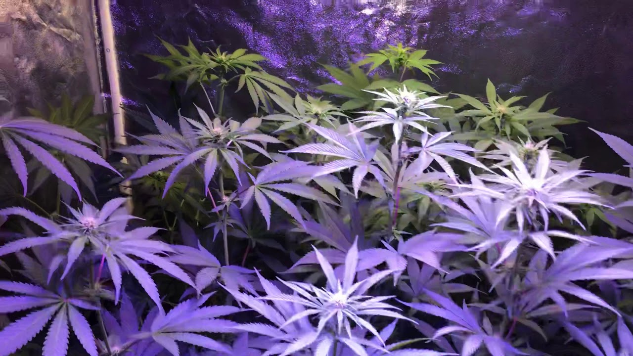 Day 18 Flower personal legal medical marijuana garden